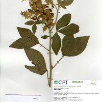 22045 herbarium