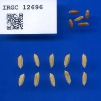 IRGC 12696 Seed Photo