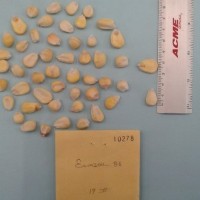 CIMMYTMA 10278 - Reference Inventory.jpg