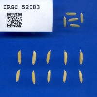 IRGC 52083 Seed Photo