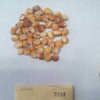 CIMMYTMA 2892 - Reference Inventory.jpg