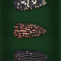 CIMMYTMA 25130 TLAX 229 BA22U-2903-49 E1.jpg