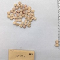 CIMMYTMA 205 - Reference Inventory.jpg