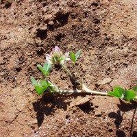 Trifolium masaiense 887 flower.JPG