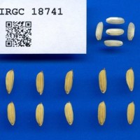 IRGC18741.jpg