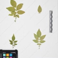 CIP 765705_RPSP 017_09.jpg