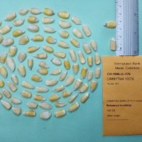 CIMMYTMA 19376.jpg