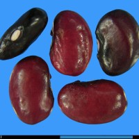 G2095 seed.jpg