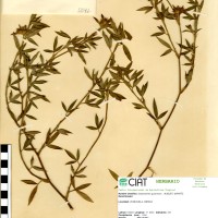 91 herbarium