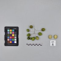 CIP760585_VSOA 54_B.JPG