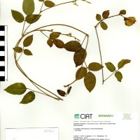 15562 herbarium