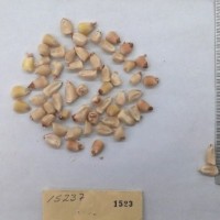 CIMMYTMA 1523 - Reference Inventory.jpg