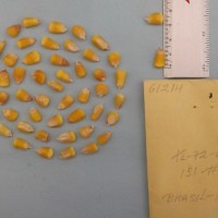 CIMMYTMA 6121 - Reference Inventory.jpg