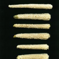 CIMMYTMA 19436 MEXI 447 TC24U-2903-72 C.jpg