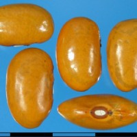 G50439A seed.jpg