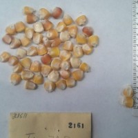 CIMMYTMA 2161 - Reference Inventory.jpg