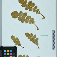 CIP 761027 herbarium