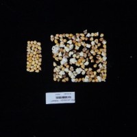 Popped and not popped comparison labeled.jpg