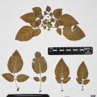 CIP 760519_HAM 141_03.jpg