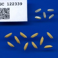 IRGC 122339 Seed Photo