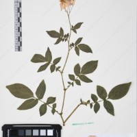 CIP 761450_OCH 12086b_12.jpg