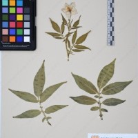 CIP 761070_OCHS 11297_05.jpg