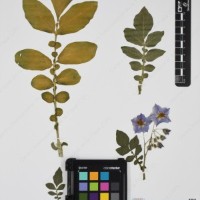 CIP 761723_OCH 13681_06.jpg