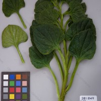 CIP 201049 Herbarium