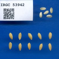 IRGC 53942 Seed Photo