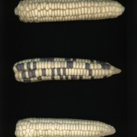 CIMMYTMA 6884 DURA 154 PV22A-1903-148 E12620 _compress.jpg