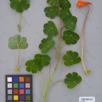 CIP 203042 Herbarium