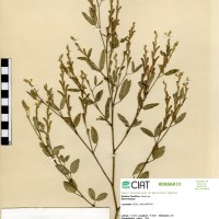 8062 herbarium