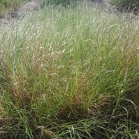 2134_Plant.jpg