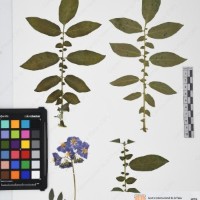 CIP 765704_RPSP 016_04.jpg