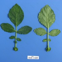 CIP 761180 Leaf