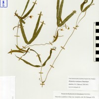 G40102 herbarium.jpg