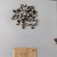 CIMMYTMA 65 - Reference Inventory.jpg