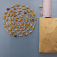 CIMMYTMA 7664 - Reference inventory.jpg