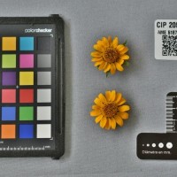 CIP 205019 (flower).jpg