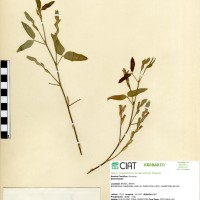 7498 herbarium