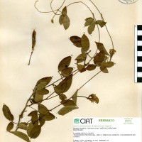 15763 herbarium