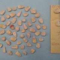 CIMMYTMA 5514 - Reference Inventory.jpg