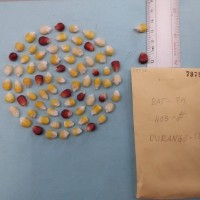 CIMMYTMA 7978 - Reference inventory.jpg