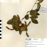 4362 herbarium