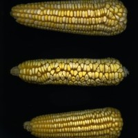 CIMMYTMA 171 MICH 29 GD21B-6903-84 E.jpg