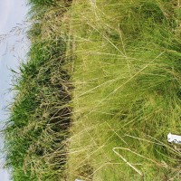 Echinochloa stagnina 16031 full plant2.JPG