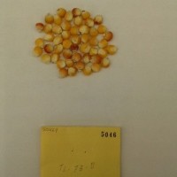 CIMMYTMA 5046 - Reference Inventory.jpg