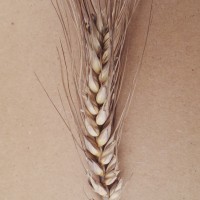 CWI_67688_52594_551_4_c.jpg