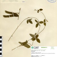 8750 herbarium