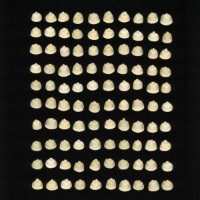 CIMMYTMA 5786 BRAZ 1493 AF22A-0903-71 K_compress.jpg